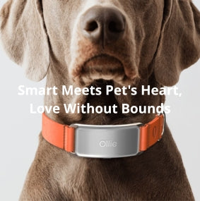 Smart Pet Care Devices